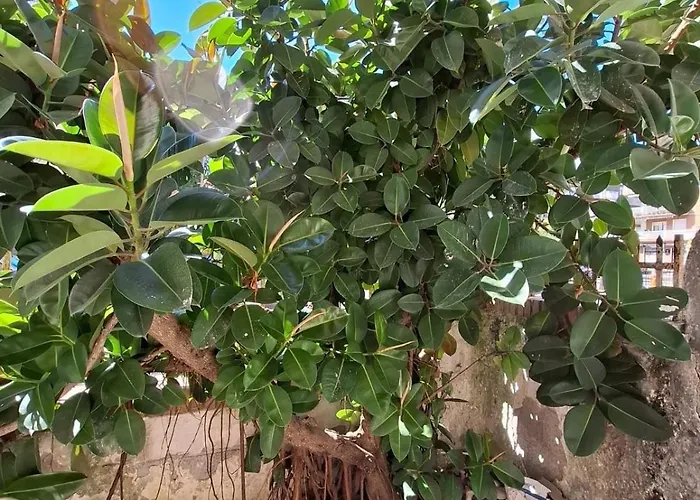 Ida's House פורמיה