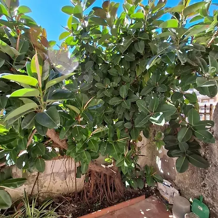 Ida's House פורמיה